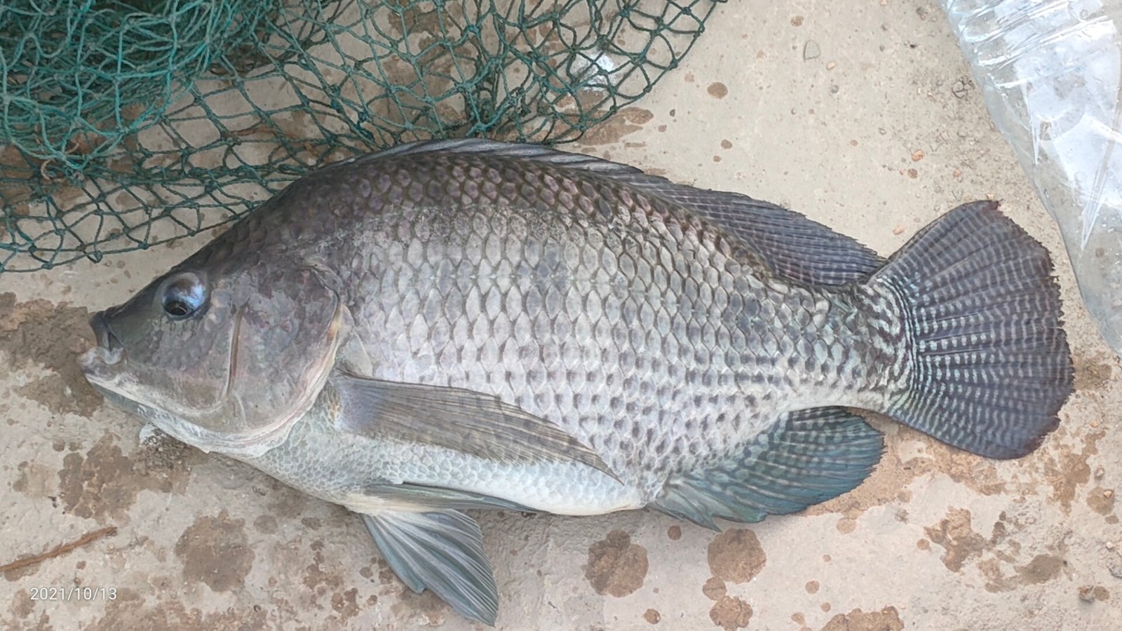 Harvested tilapia from LarGro pond trials